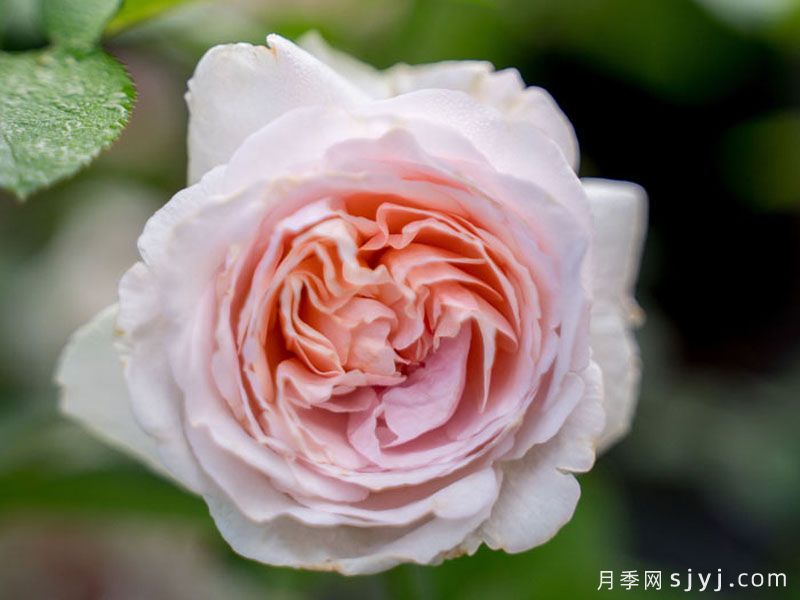 环佩月季(图1)
