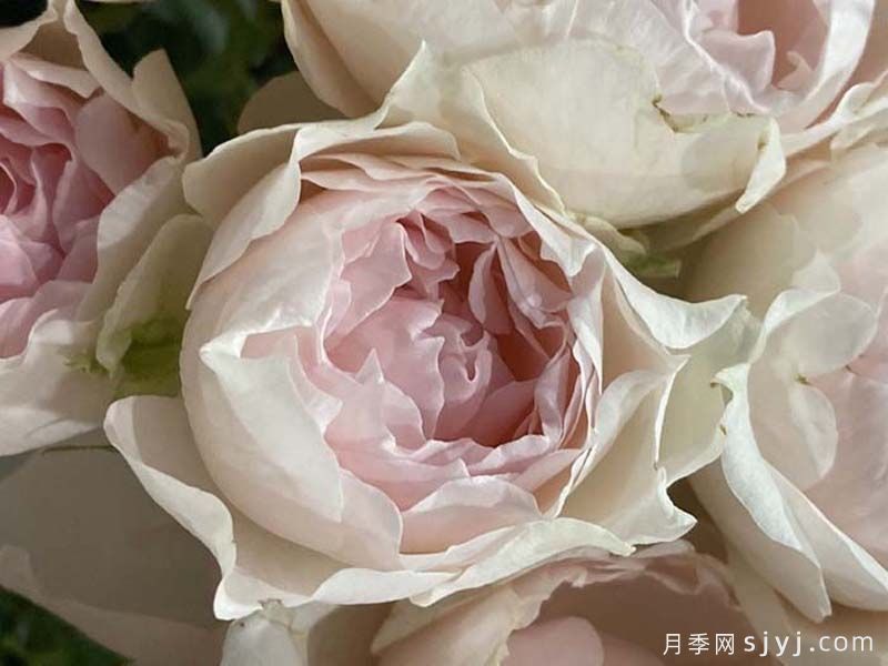 幻羽月季/羽流SP Plume(图1)
