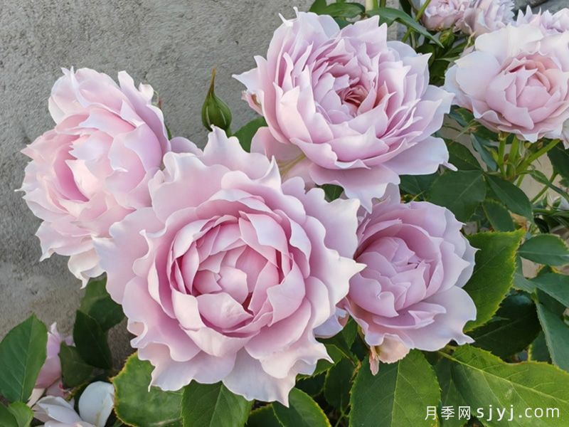 幻紫月季(图5)
