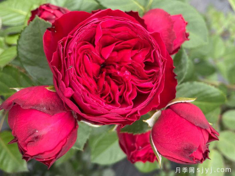 皇家钢琴月季Royal Piano(图1)