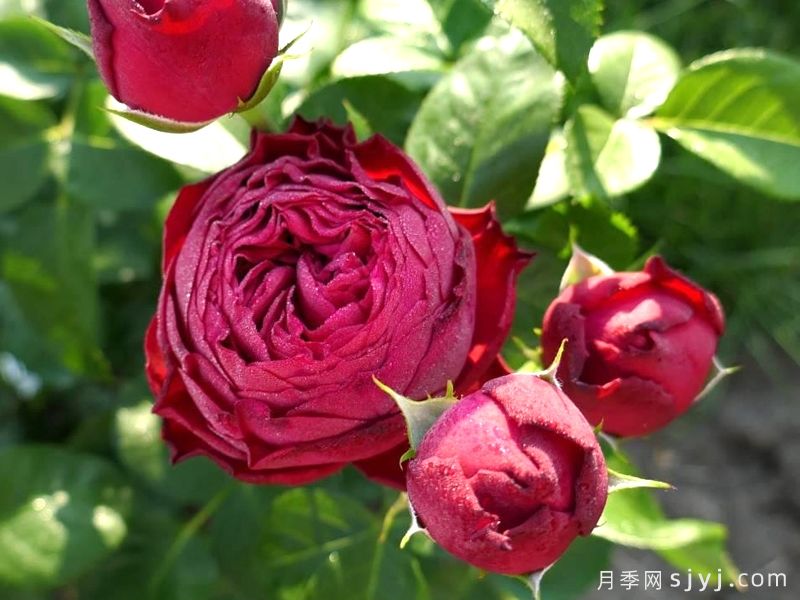 皇家钢琴月季Royal Piano(图2)