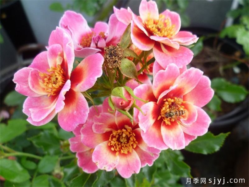 皇后巴比伦眼睛月季/女王巴比伦眼睛Queen Babylon Eyes(图2)