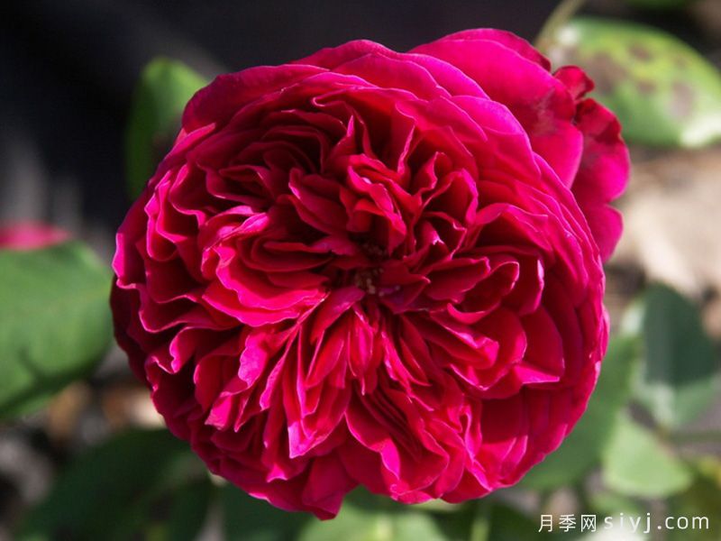 皇家胭脂月季/皇家红Rouge Royale(图2)