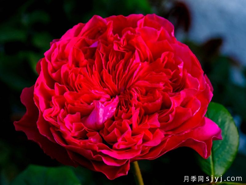 皇家胭脂月季/皇家红Rouge Royale(图5)