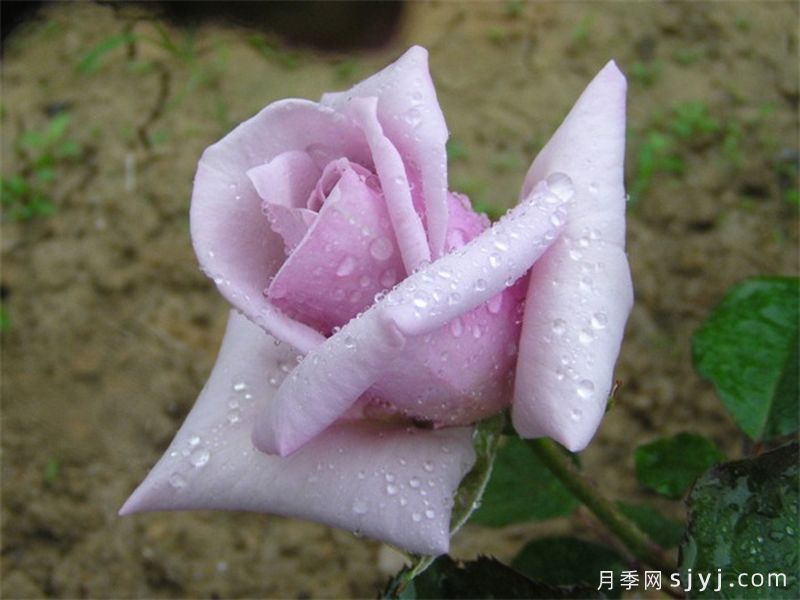 皇家棕褐色月季Royal Tan(图1)