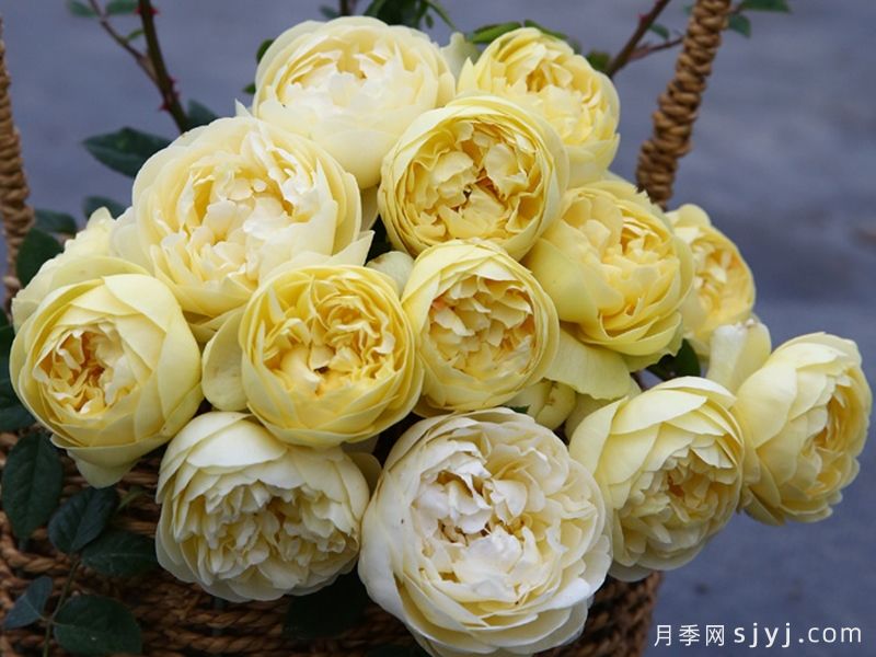 黄安布里奇月季Yellow Ambridge(图1)