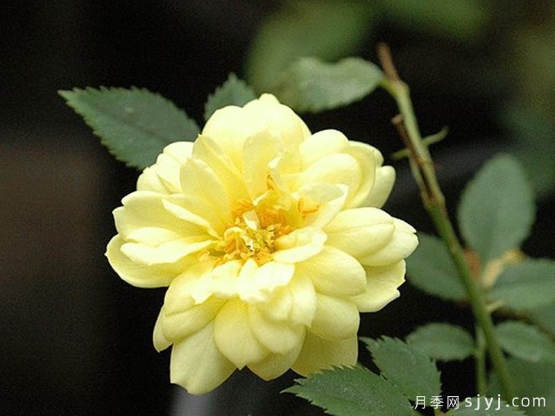 黄金姬月季/黄金雅/金币Gold Coin(图1)