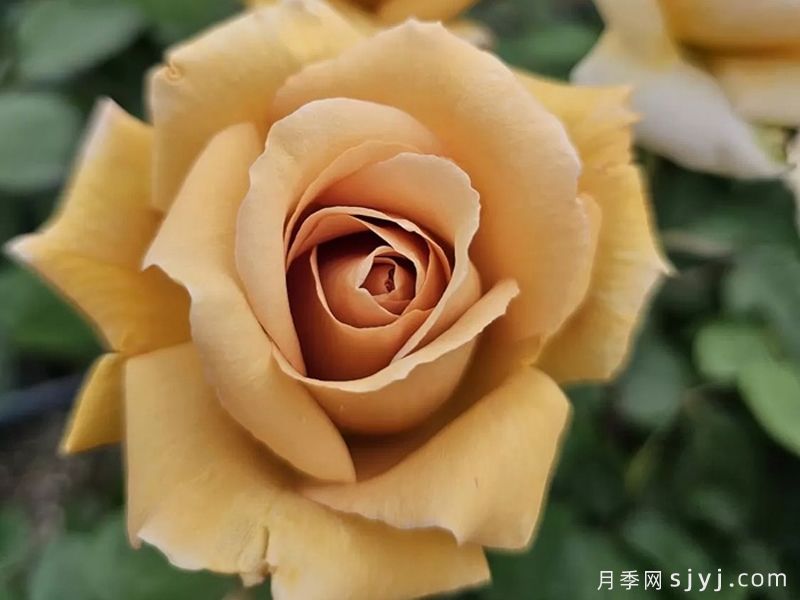 黄油硬糖月季/奶油硬糖Butterscotch(图2)