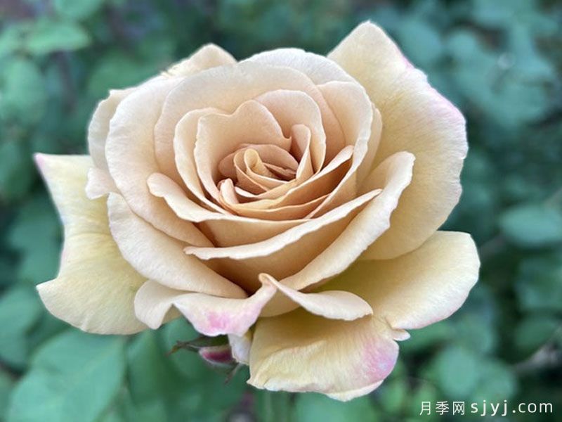 黄油硬糖月季/奶油硬糖Butterscotch(图4)