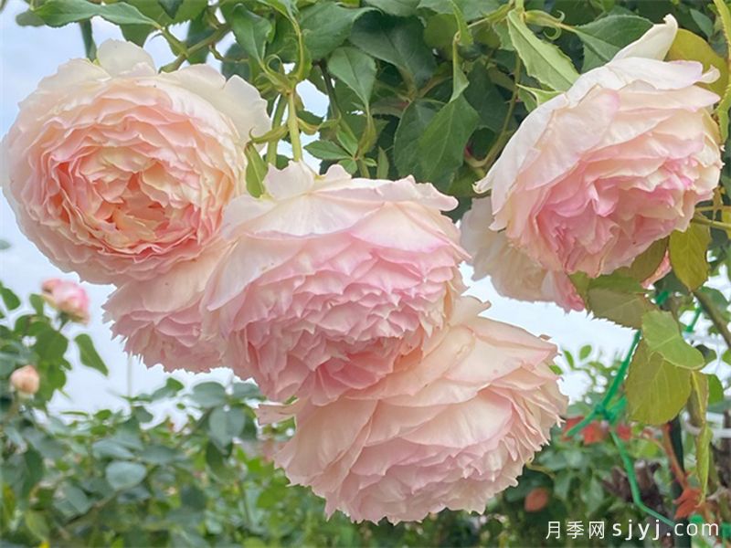 回春月季(图3)