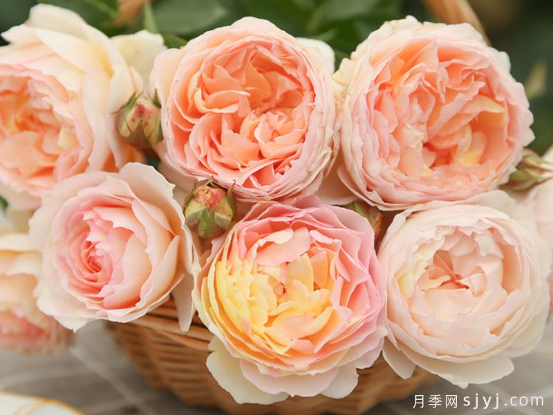 回春月季(图2)