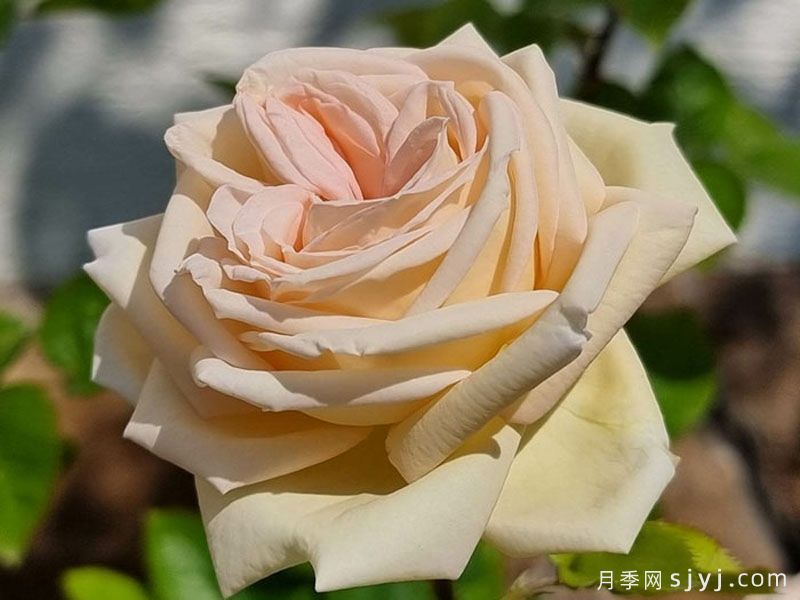 茴香酒夫人月季/拉瓦莱尔夫人/宏伟芬芳Madame Anisette(图6)