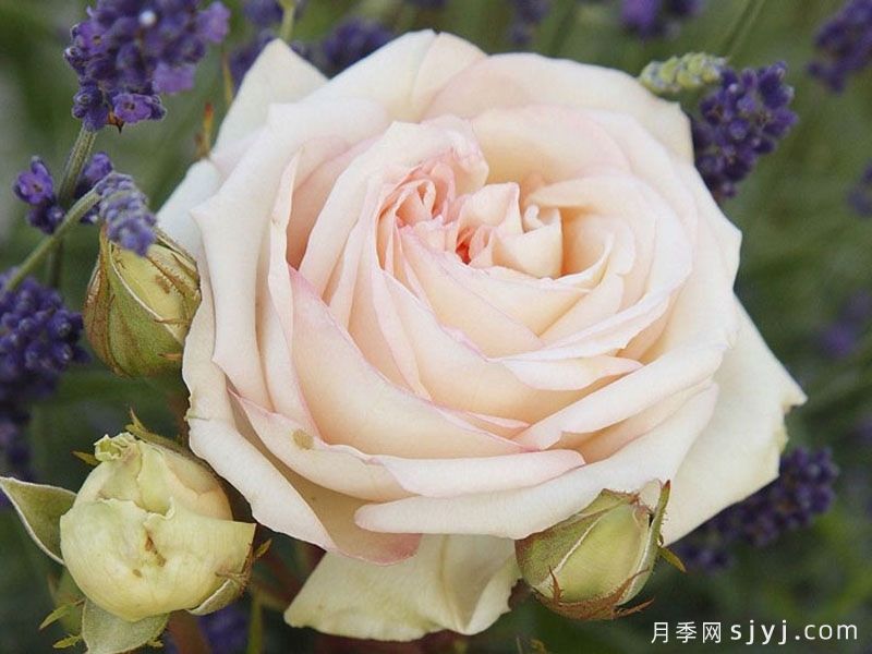 茴香酒夫人月季/拉瓦莱尔夫人/宏伟芬芳Madame Anisette(图1)