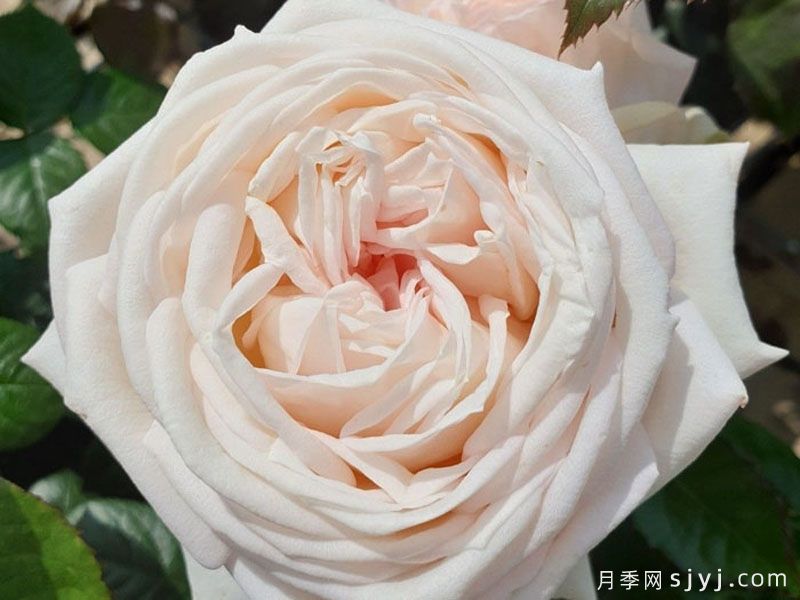 茴香酒夫人月季/拉瓦莱尔夫人/宏伟芬芳Madame Anisette(图2)