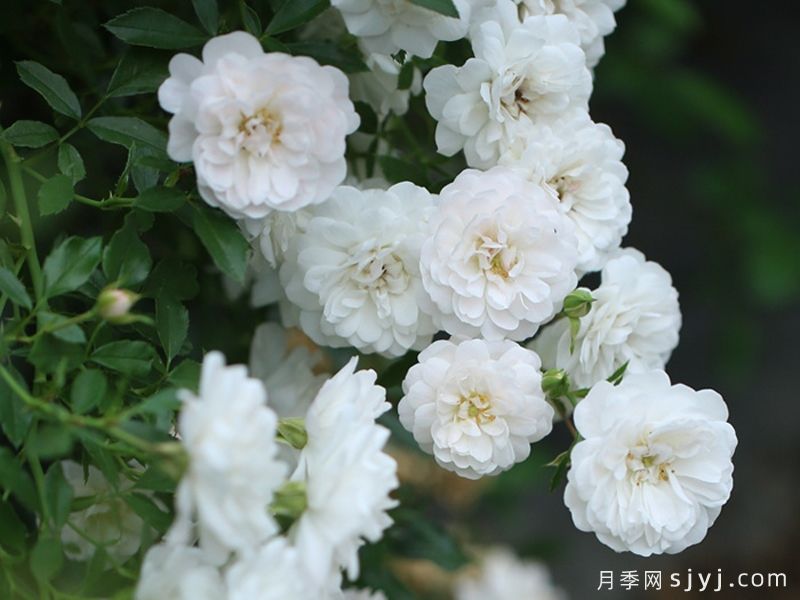 彗星月季Cometa(图1)
