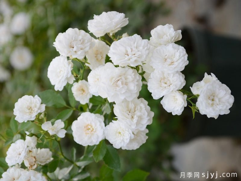 彗星月季Cometa(图3)