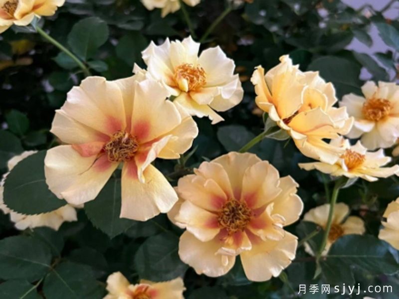慧眼月季(图1)