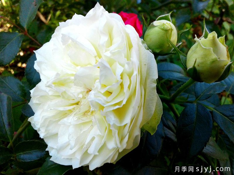 婚礼钢琴月季Wedding Piano(图2)