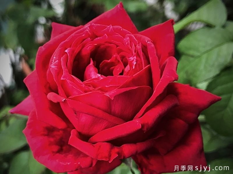 婚礼庆典月季Wedding Celebration(图1)