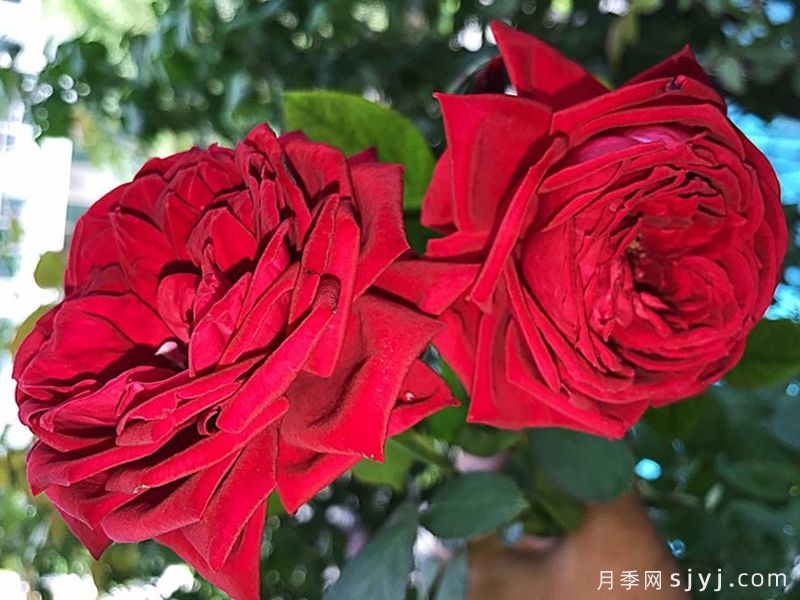 婚礼庆典月季Wedding Celebration(图2)