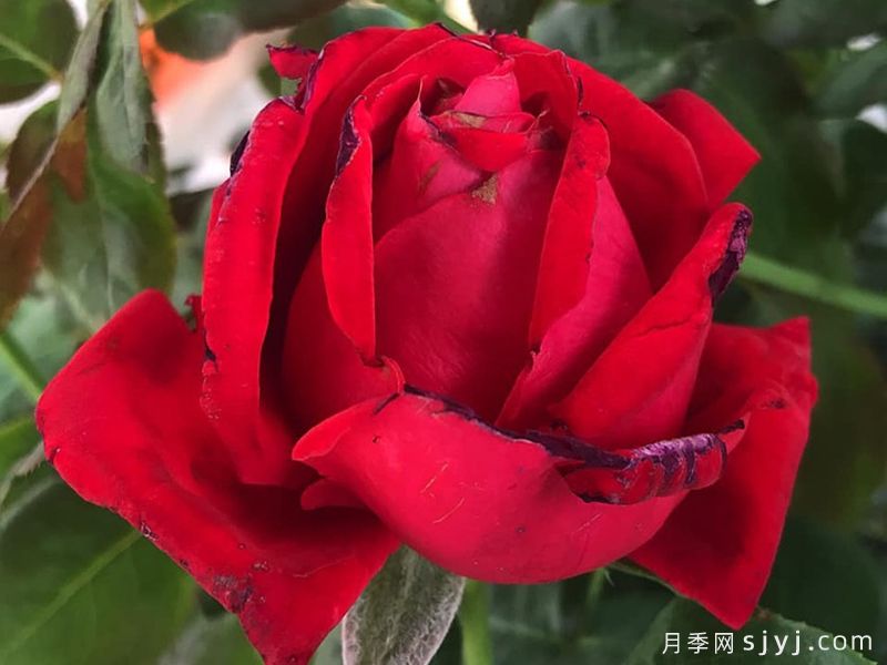 婚礼庆典月季Wedding Celebration(图3)