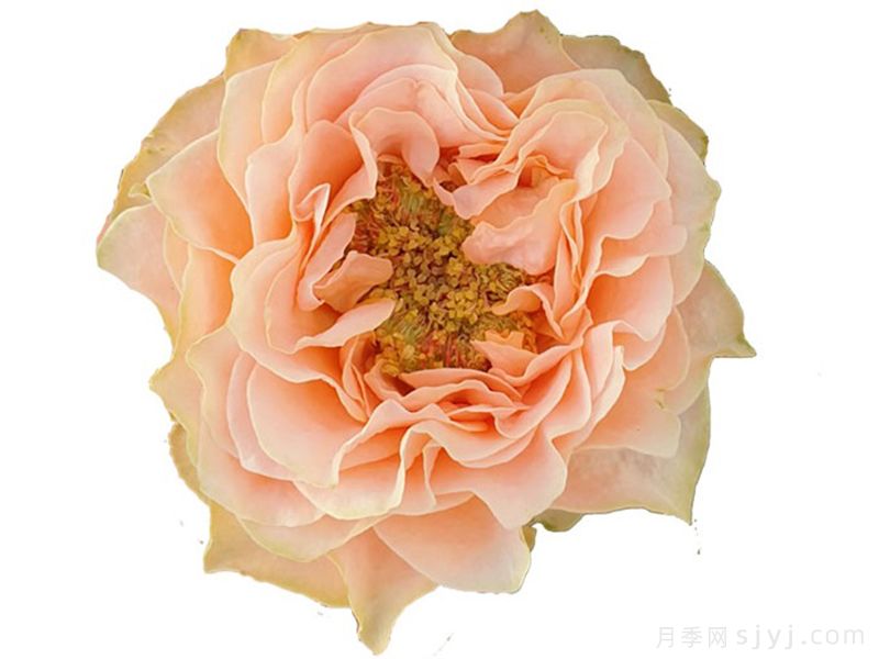 活力珊瑚月季/珊瑚橘Living Coral(图2)