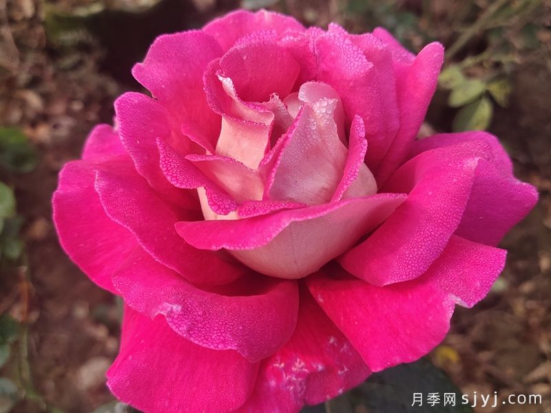 / 火和平月季/古龙月季Flaming Peace(图2)