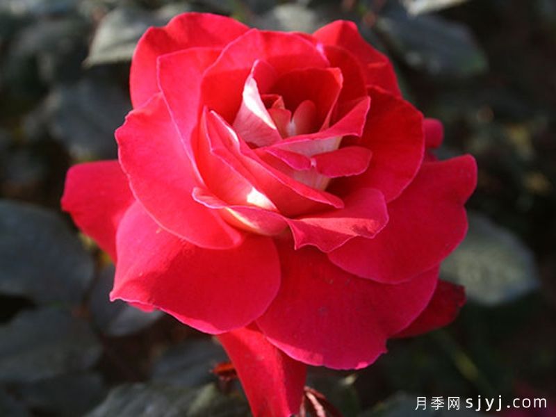 / 火和平月季/古龙月季Flaming Peace(图3)