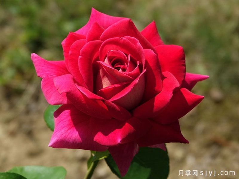 / 火和平月季/古龙月季Flaming Peace(图4)