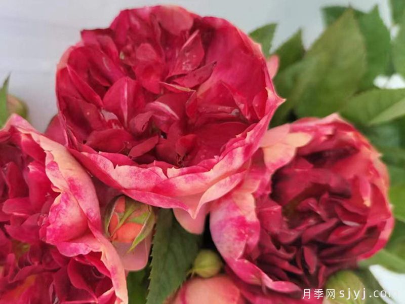 火莲果汁月季Fire lotus Juicy Terrazza(图2) 火莲果汁月季Fire lotus Juicy Terrazza(图2)