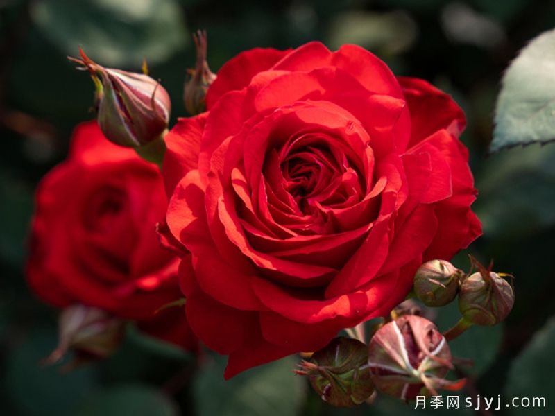 火玲珑月季(图1)