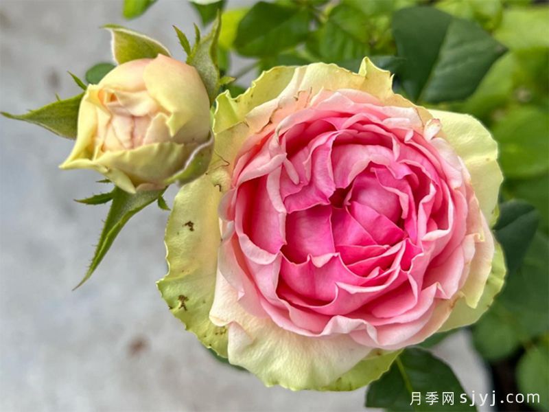 火龙果月季/比特哈雅Pitahaya(图3)
