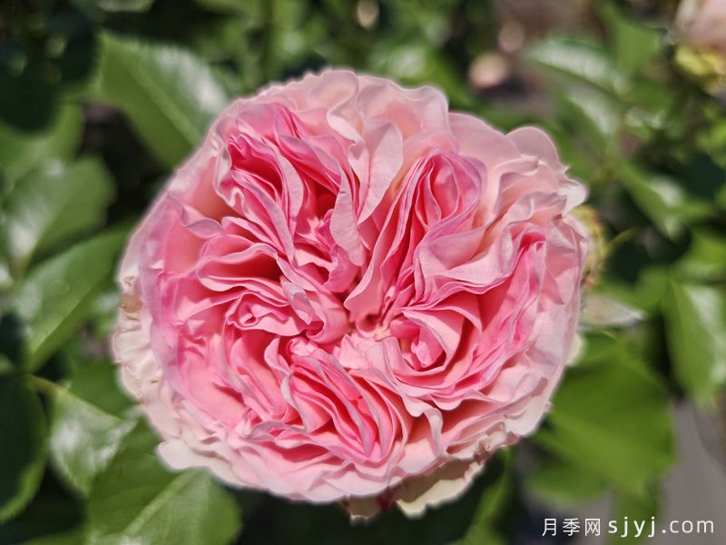 火龙果月季/比特哈雅Pitahaya(图1)