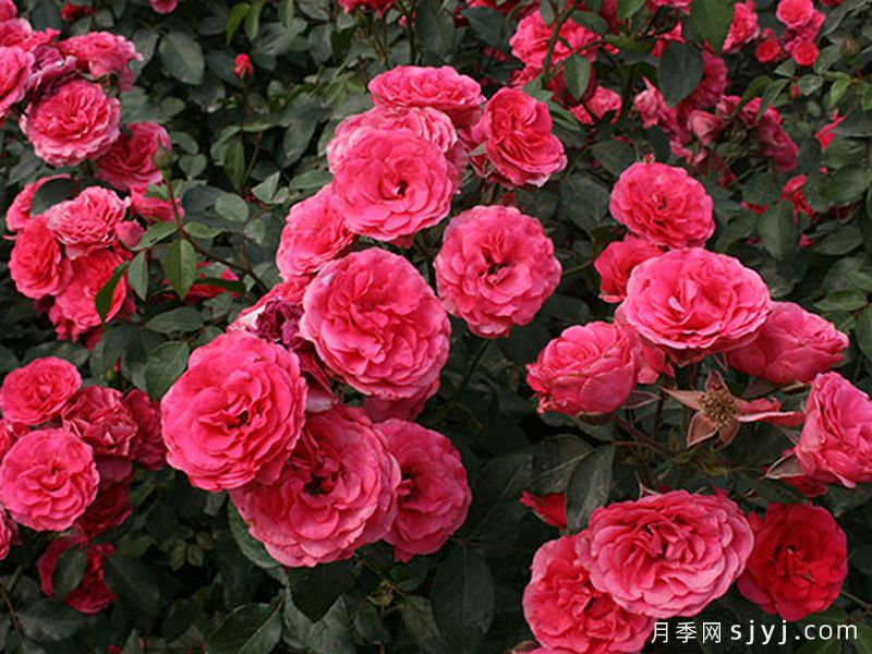 霍尔恩月季Elmshorn(图2)