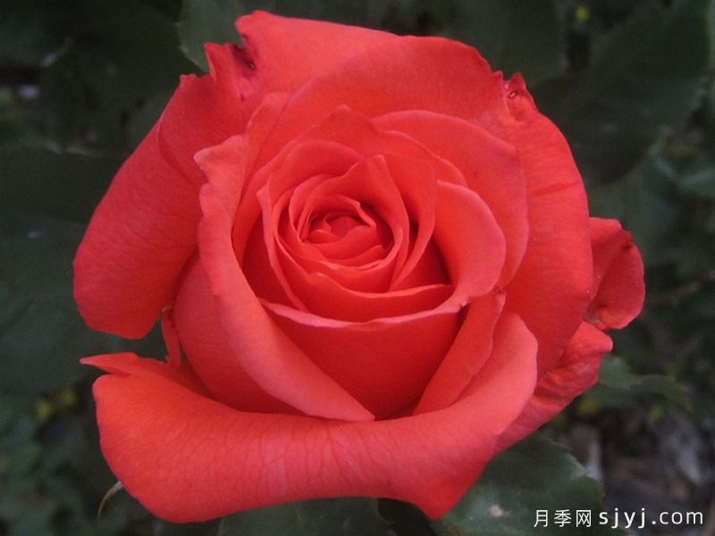 ​激情似火月季Picante(图2)