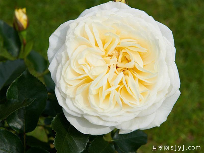 吉茜拉月季Gisila Renaissance(图1)