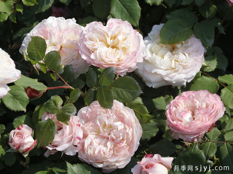 极光咏叹调月季Aurora Aria(图2)