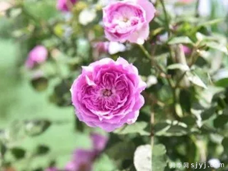 霁月月季(图1)