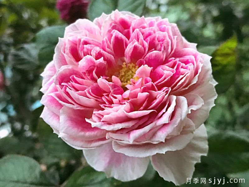假日岛根西月季/假日岛芍药Holiday Island Guernsey(图3)