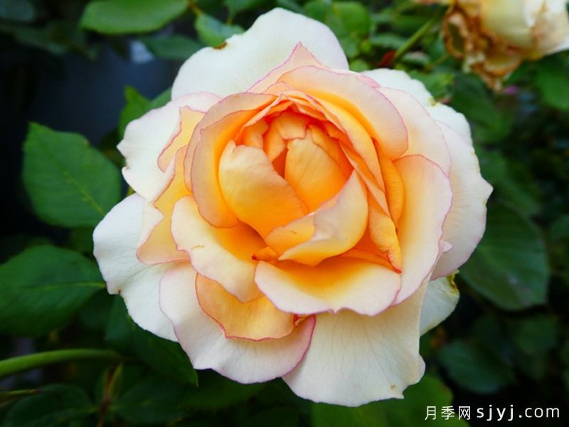 吉莱塔月季/四季龙沙/假日岛吉莱塔Holiday Island Jalitah(图4)