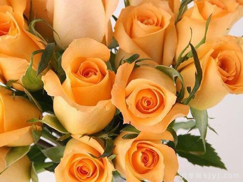 假日公主月季Queens Day(图1)