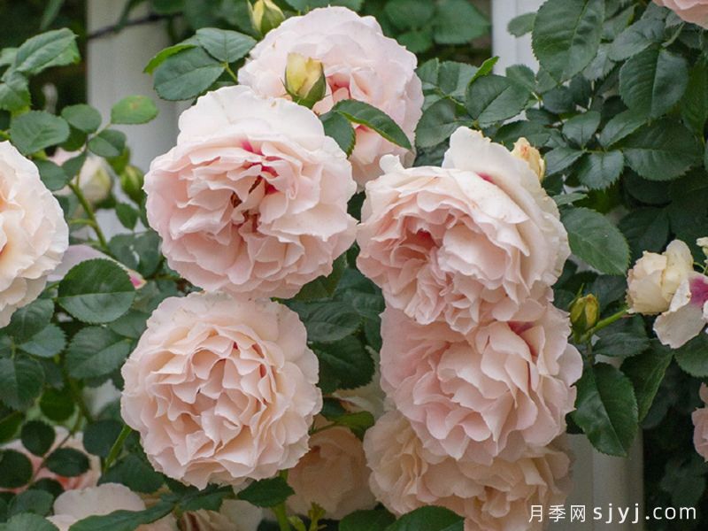 剪秋水月季(图4)