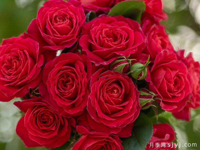 绛桃春月季(图1)