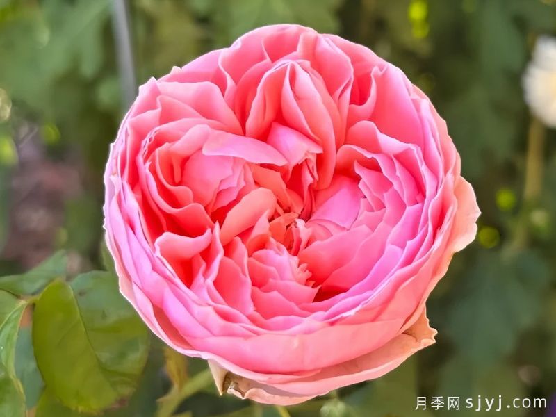简的骄傲月季Pride of Jane(图1)