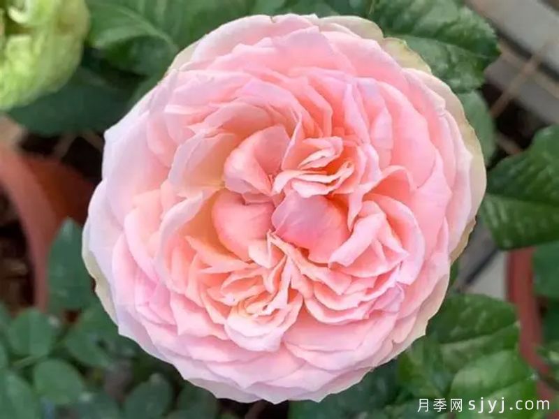 简的骄傲月季Pride of Jane(图2)