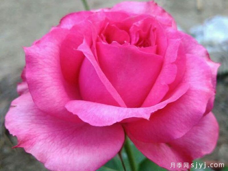 金粉莲月季(图1)