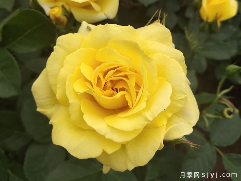 金徽章月季Golden Emblem(图1)