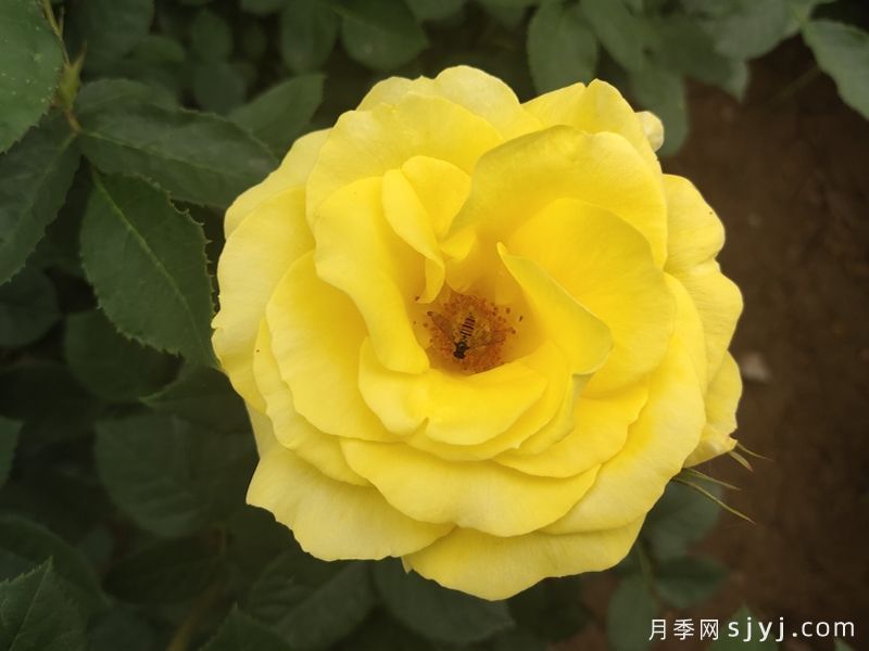 金徽章月季Golden Emblem(图3)