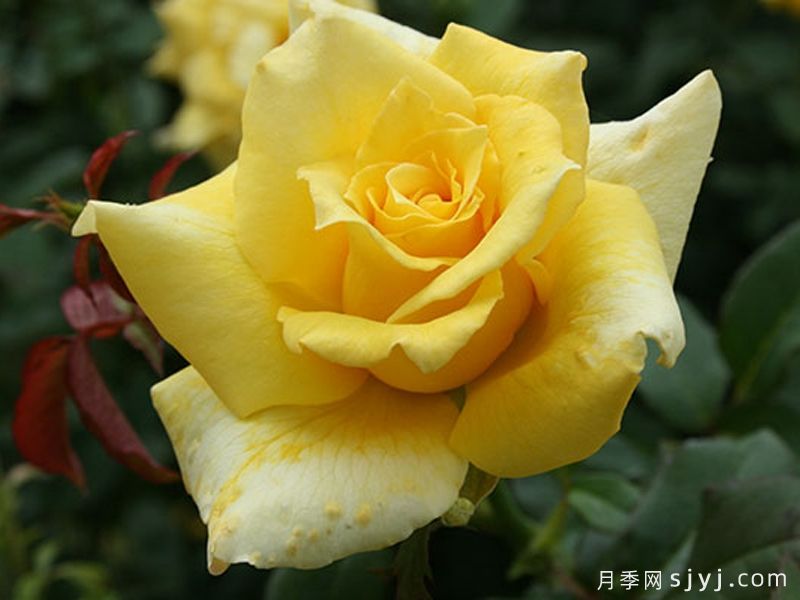 金徽章月季Golden Emblem(图4)
