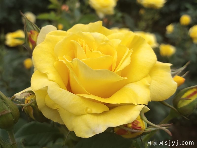金徽章月季Golden Emblem(图2)